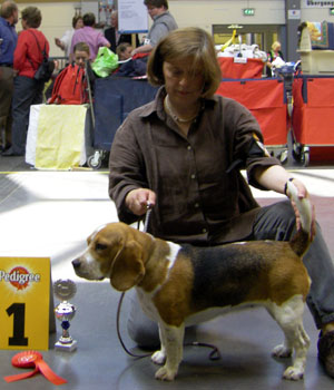 Beagle Odetta auf der Austellung in Oldenburg